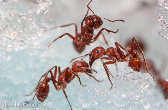 This is what you get in ant farms. Be careful though, they have a really painful sting! PC: Dave Huth (CC by NC 2.0)