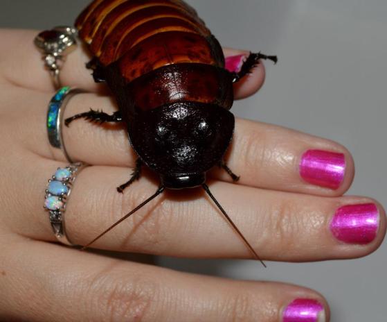 This is a Hissing Cockroach. They're sold commonly throughout the US as pets. 