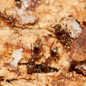 Argentine ants tending their nest. Picture courtesy of Robert Lord Zimlich, via BugGuide.net. License info: CC-BY-ND-NC1.0