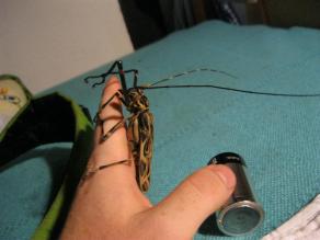 Seriously...I do some really dumb things. Here I am holding a beetle that could break my finger with it's mandibles, during a trip to Ecuador where I got stung by two different species of caterpillars. ...three weeks after getting out of the hospital after being bitten by a black widow.