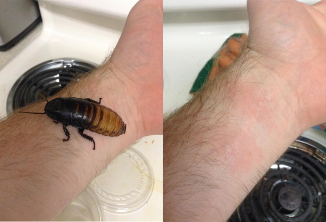 The demonstration is pretty simple. I hold a cockroach, and then break out in hives 10 minutes later.