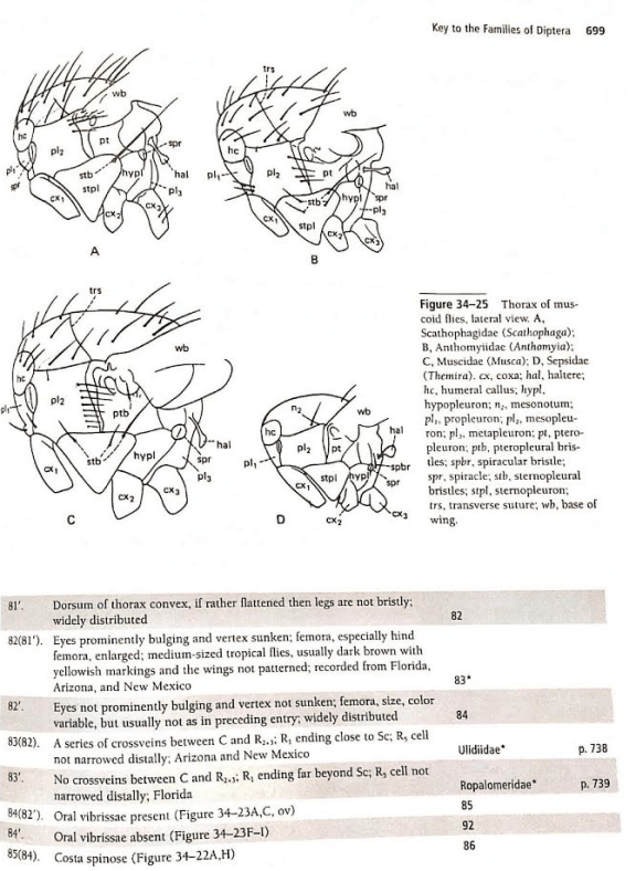 A lot of fly identification is matching bristle patterns on the thorax. PC: Triplehorn & Johnson. Borror and Delong's Introduction to the Study of Insects.