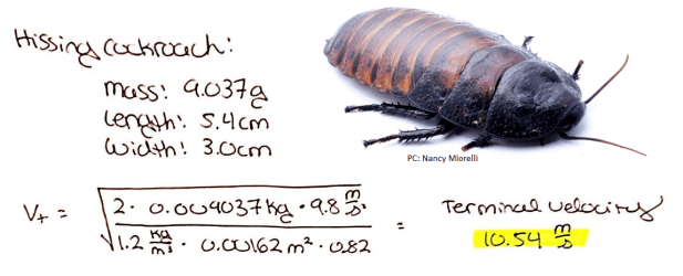Terminal Velocity is 10.54 m/s (23.58 mph)