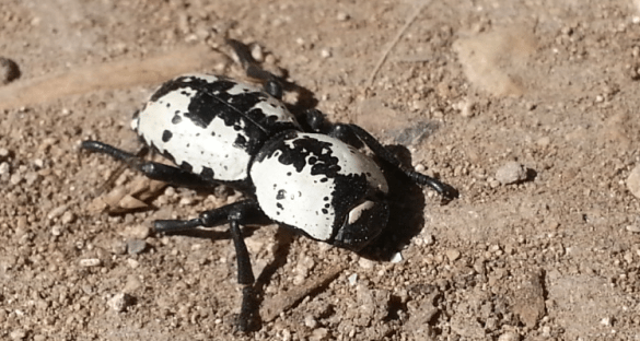 This is an Ironclad beetle. It's exoskeleton is so strong that collectors have  to drill through their exoskeleton to put a pin through them.  You can step on them, and it doesn't even hurt them. 