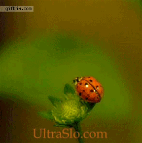 Ladybug