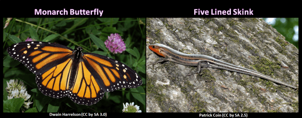 We have names for these critters thanks to taxonomy!
