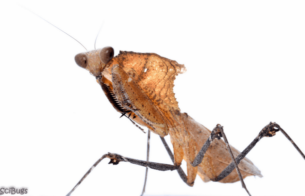 Be brave and say hi! Dead Leaf Mantis (Deroplatys desiccata). Native to Malaysia. PC: Nancy Miorelli