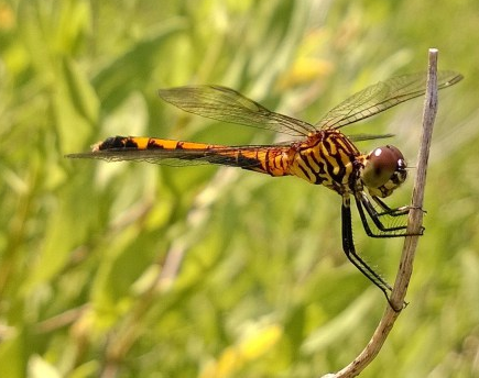 A Seaside Dragonlet (Erythrodiplax berenice ) PC: Nancy Miorelli