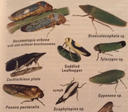 In this field guide, several sharpshooters (Cicadellidae) are only listed to the genus level. PC: Kenn Kaufman and Eric Eaton from the Kaufman Field Guide to insects of North America