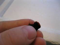 Another picture of me being kind of dumb with a bug. This is a velvet ant, which has a stinger long enough to sting through my finger. This specimen is alive; it's just held in such a way that it can't sting me. Do NOT try this at home.