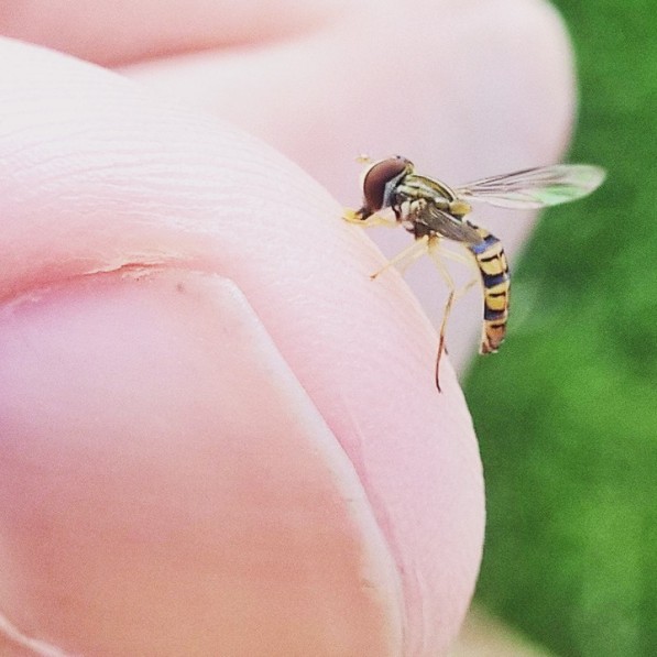 "Just thirsty, and want to lap up some salt" says the little hover fly to the large human.