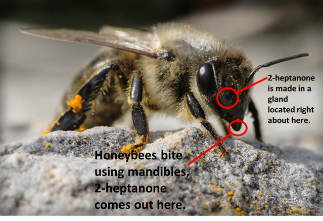 A diagram showing where 2-heptanone is produced and excreted by the honeybee. Picture credit: Stavros Markopoulos License info: CC-BY-ND-NC-2.0