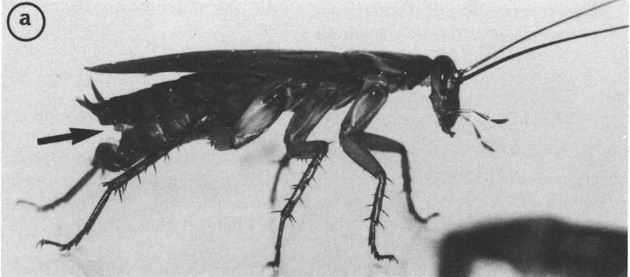 Yoo-hoo! Over heeeeeere!