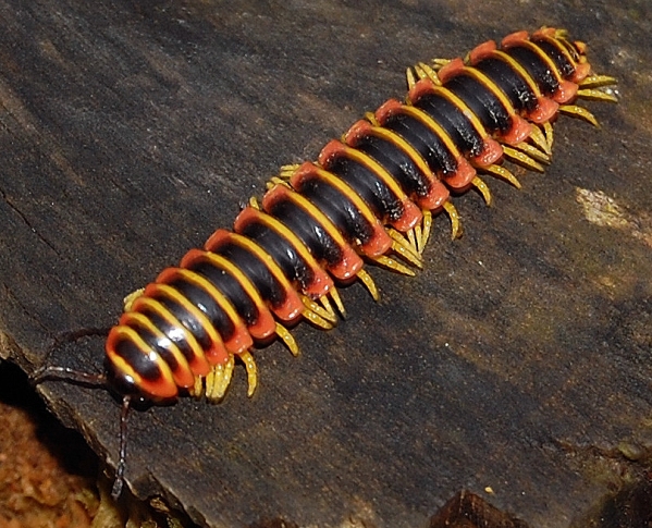 "I release hydrogen cyanide. I could kill a mouse if it ate me. Just don't lick me and we'll be best buds!" says the millipede.