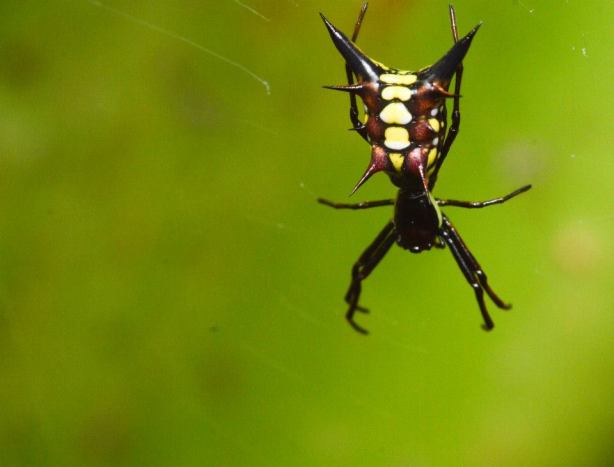 They have different kinds of networks there;. (Arrowhead Spider Micrathena sp.)
