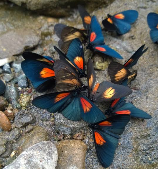 Apparently, the river bank seems to do a mighty fine job of attracting the butterflies. (Actinote sp. Prolly A. ozomene)