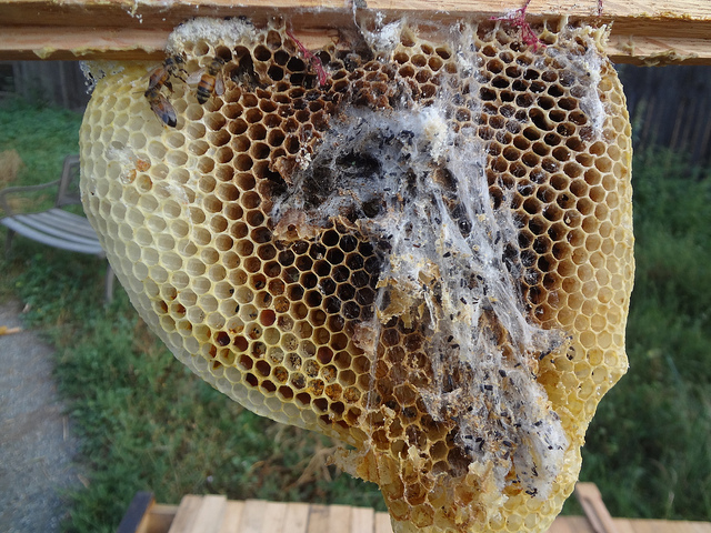 Wax moths are caterpillars which burrow through wax frames, and eat the coocoons bees leave behind when they emerge. Bees don't like them because they destroy their house as they eat, as seen in this picture. Picture credit: di.wineanddine, via Flikr License info: CC-BY-NC-SA-2.0