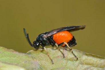 Pergid sawfly demonstrating how ovipositor is used in the most primitive wasps. Picture credit: Jean and Fred via Flikr License info: CC-BY-NC-2.0 