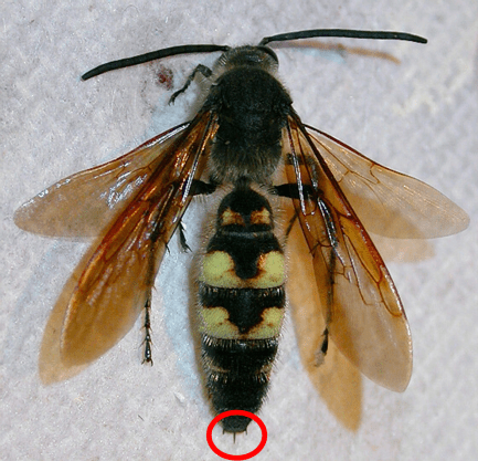 Picture of a male Scoliid wasp, with the pseudostinger highlighted in red. Picture credit: Jeff Hollenbeck License info: CC-BY-ND-NC 2.0