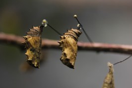 Butterfly houses usually receive their stocks as pupae, which means that they may need to be relocated several times before, during, and after display. Image Credit: Puno 3000 License Info: CC BY-NC-ND 2.0