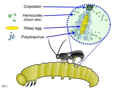 Diagram demonstrating how Polydnaviruses are introduced into hosts during parasitism. Image Credit: Ikehiker, via Wikimedia Commons License info: Public Domain