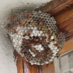 To move this nest, you would need to capture all these wasps alive and snip the nest off the awning. Image credit: Duncan Drennan License info: CC BY-NC 2.0