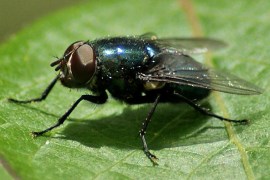 Blue-bottle fly, also known as a blowfly. Likes: long walks on rotting corpses. Dislikes: Earthworms Image credit: DRSPIEGEL14, via Flikr License info: CC BY-NC-ND 2.0
