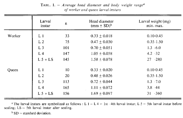 Bee head capsule size