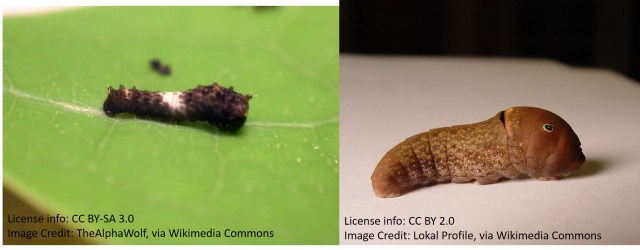 Papilio glaucus new vs old