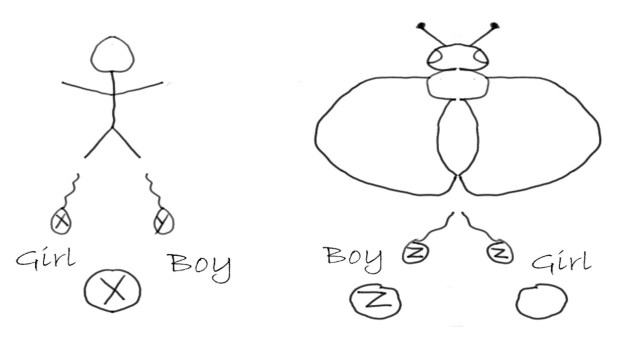 Trichop and Micropterigidae sex det