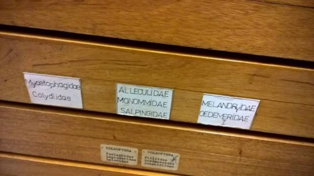 Collections in museums date back to hundreds of years ago! Help us preserve the science and label your stuff! PC: Nancy Miorelli