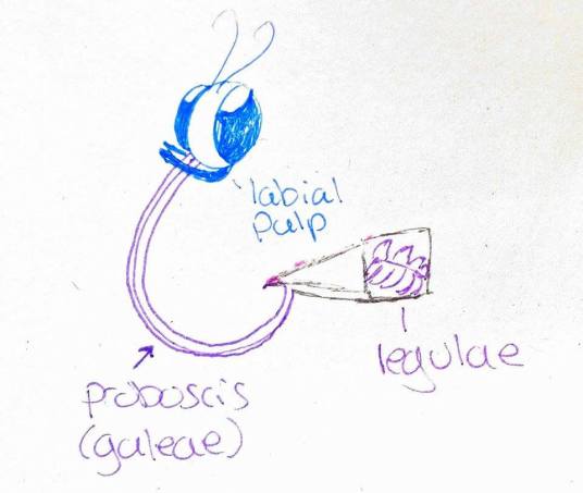 General butterfly mouthparts. Well, the ones that are important for this article. 