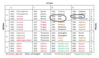 Codon table1