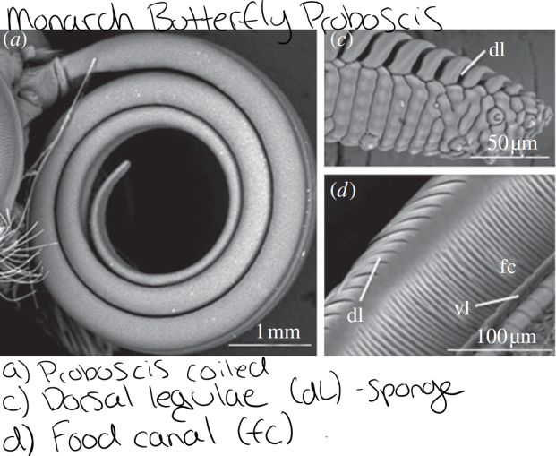 Monaenkova et al. 2011