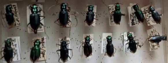 Tiger Beetles in a collection in Cuba showing label data from several periods. 