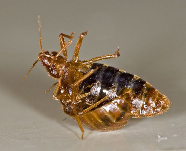 A male bed bug just stabbing a female to impregnate her. PC: Rickard Ignell (CC by SA1.0)