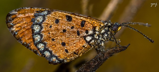 Dew covered butterfly