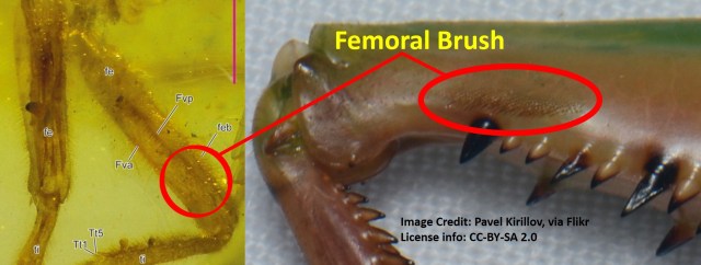 Femoral brush