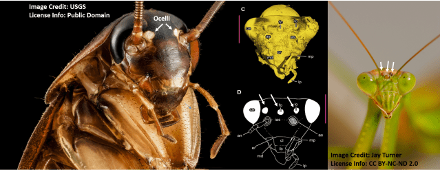 Ocelli comparison.png