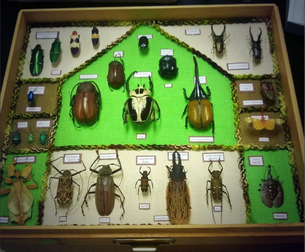 Not all collections just have to be bugs in boxes haphazardly. This one was created by one of our student workers specifically for outreach and I love the creative design! PC: Nancy Miorelli 