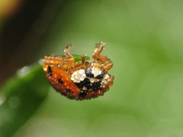 water beading on beetle