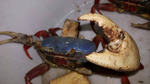 Sometimes breakfast shares the shower with you. 