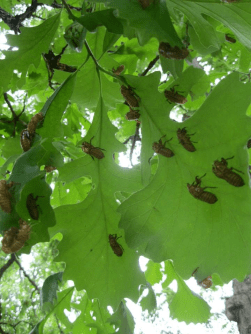 Cicada exoskeletons
