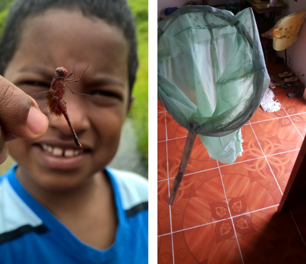 We collect bugs with a net we literally made from vines, a mosquito net, and a stick of bamboo. 