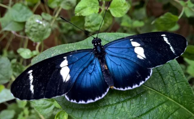 Heliconius butterflies feed on pollen which is rich in protein and amino acids.  PC: Nancy Miorelli 