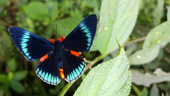 This gorgeous metalmark will probably only flit around for a few weeks PC: Nancy Miorelli 