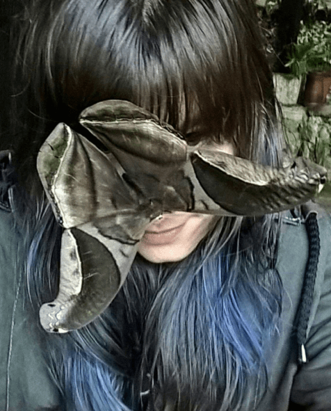 I like putting bugs on my face. Comment below with "Put the Bugs On Your Face!" to pledge 1 dollar for every bug I manage to get on my face at one time. 