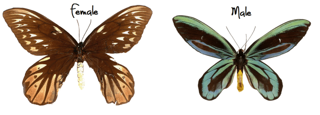 This is one of the few insects that's on the endangered species list. International trade is illegal.  PC: Robert Nash (CC by SA 3.0)