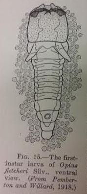 Braconid larva