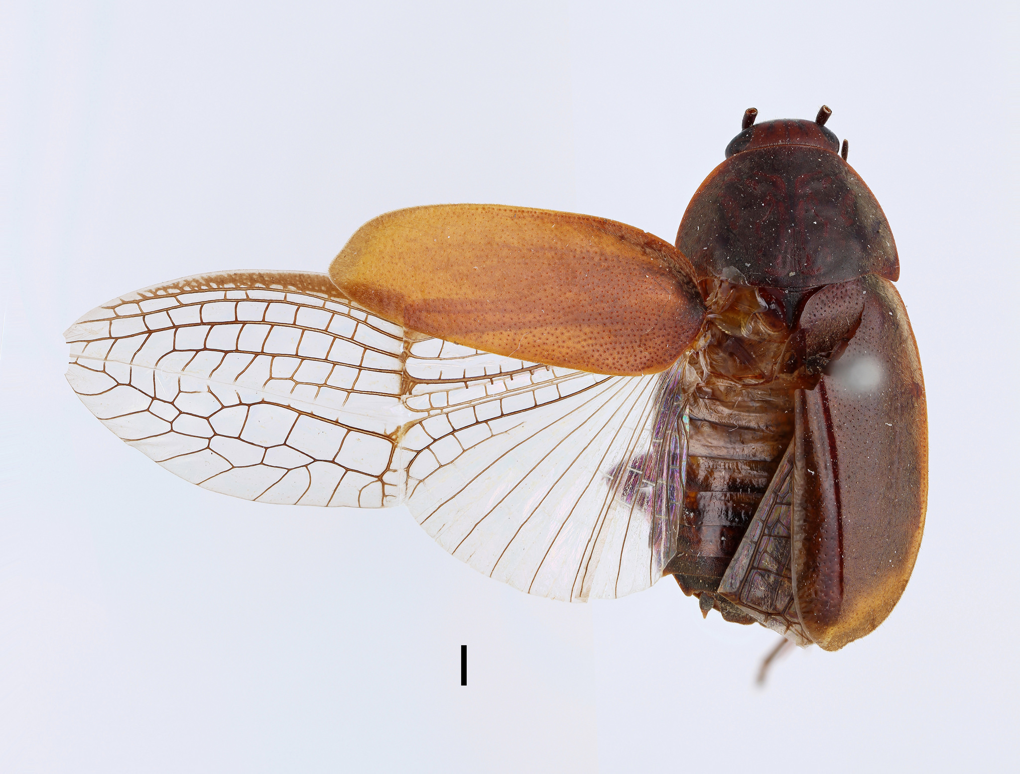 Ask an Entomologist | Got questions about bugs? We have the answers ...